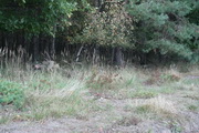 054.jpg (32.474 kB)